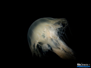 Long Jellyfish

Canon Powershot S100 
Fisheye Fix S100... by Irwin Ang 